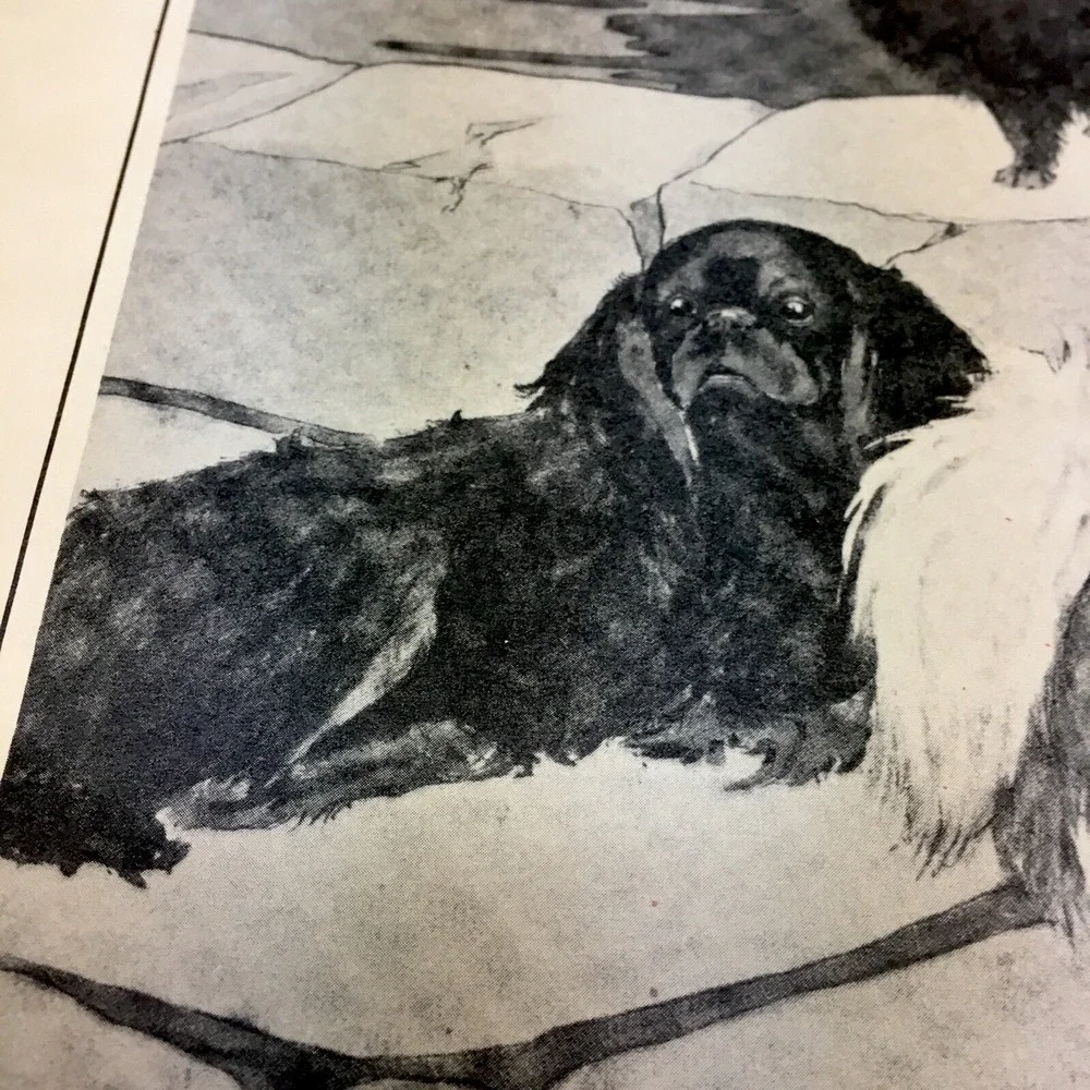 Charles Livingston Bull,Toy Treasures POM,PEKINESE, GRIFFON,Cocker Print 1930's